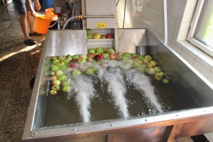 Mytí jablek